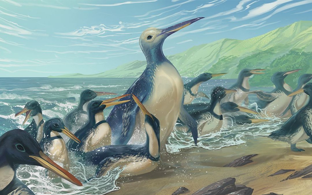The Largest Penguin Ever Discovered Weighed 340 Pounds, Fossils Show